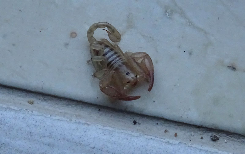 Euscorpius aquilejensis da Pomarolo (TN)